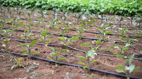 Drip Irrigation System Design, Irrigation Methods, Drip Tape, Winter Vegetables Gardening, Seed Starting Mix, Florida Gardening, Drip System, Fall Garden Vegetables, Drip Irrigation System