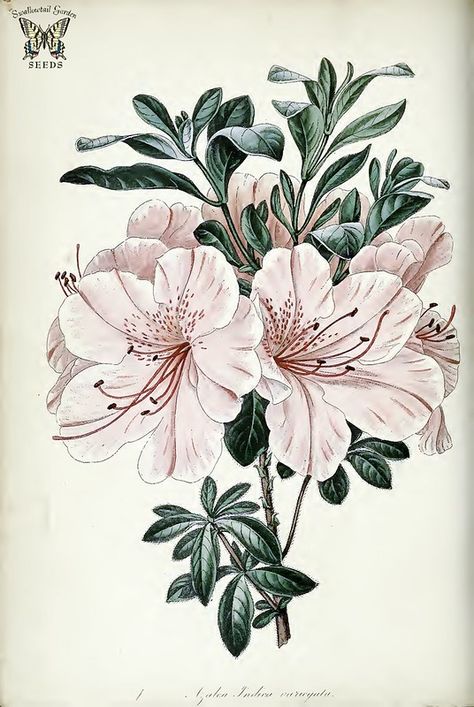 Botanical Flowers Print, Azalea Flower, Antique Botanical Print, Illustration Botanique, Scientific Illustration, Botanical Drawings, Digital Flowers, Arte Floral, Botanical Flowers