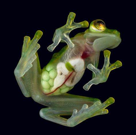 These see-through frogs are full of surprises | National Geographic Glass Frog, Black Background, Glass, Green, Black