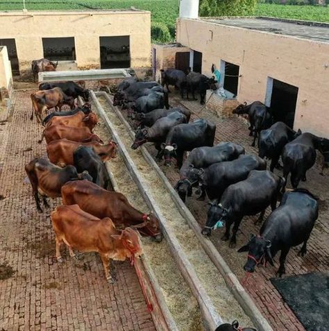 Small Cow Farm Design, Cattle Working Pens, Dairy Farm Design, Cattle Water Trough, Off Grid Farm, Cattle Barn Designs, Cow Shed Design, Cattle Rearing, Raising Cows