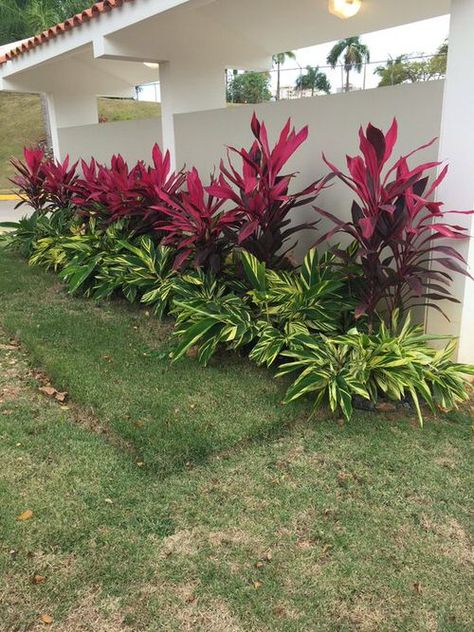 31 Fabulous Landscaping with Cordyline Ideas | Balcony Garden Web Hawaiian Ti Plant Landscape, Key West Landscape Ideas, Tropical Bushes Plants, Clusia Hedge Landscaping Ideas, Tropical Garden Design Landscaping Front Yards, Front Yard Tropical Landscaping Design, Tropical Planter Ideas, Tropical Flower Bed, Central Florida Landscaping Ideas