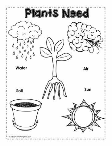 Plants Need Poster Plants Kindergarten, Plant Lessons, Plants Worksheets, Pre-k Science, Preschool Garden, Biology Worksheet, Plant Activities, Preschool Science Activities, Plant Life Cycle