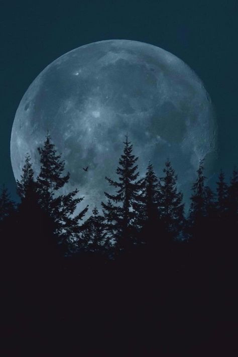 Iphone Wallpaper Moon, Iphone Wallpaper 4k, Wolf Wallpaper, Home Diy Ideas, Decoration For Home, Forest Wallpaper, Forest Photography, Moon Lovers, Beautiful Moon