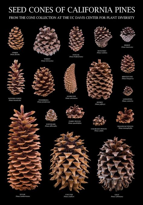 Seed Cones of California Pines (an educational poster) Pine Cone Art, Tree Identification, نباتات منزلية, Deco Nature, Natural Decor, Pine Cone Decorations, Cones Crafts, Pine Cone Crafts, Plant Identification