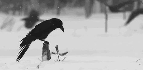 Dark Gif, Winter Witch, Raven Wings, Witch Room, Quoth The Raven, Arte 8 Bits, Crows Ravens, Breaking In, Leigh Bardugo