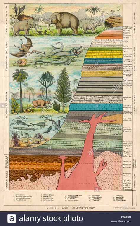 Geological Strata 19c Stock Photo Geology Art, Beautiful Wall Art, Picture Library, Antique Prints, Art Plastique, Geology, Photographic Prints, Fossil, Fine Art Paper