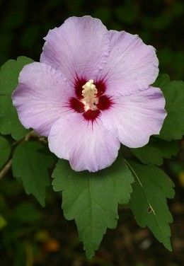 How to Grow Rose of Sharon (great info on a beautiful plant, thank you!) National Flower, Rose Of Sharon, How To Attract Hummingbirds, Growing Flowers, All Flowers, Trees And Shrubs, Exotic Flowers, Hibiscus Flowers, Beautiful Blooms