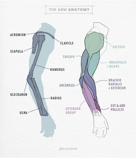 Arm Anatomy, 남성 근육, Anatomy Studies, Arm Bones, Arm Drawing, Anatomy Practice, Anatomy Tutorial, Human Anatomy Drawing, Muscle Anatomy