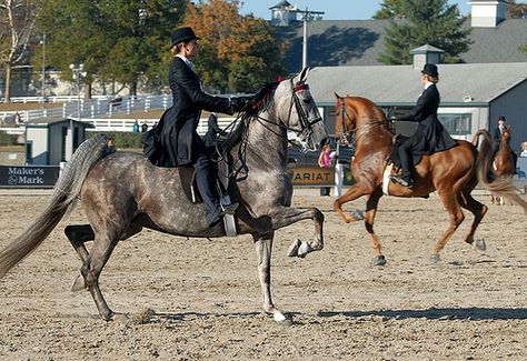 Saddlebreds. Demonstration at the Equine Village of the Saddle Seat Equitation World Cup Saddleseat Equitation, Saddlebred Horses, Horse Quote, American Saddlebred Horses, Competition Board, Equestrian Dressage, Edit Inspiration, Horse Pics, Equestrian Problems