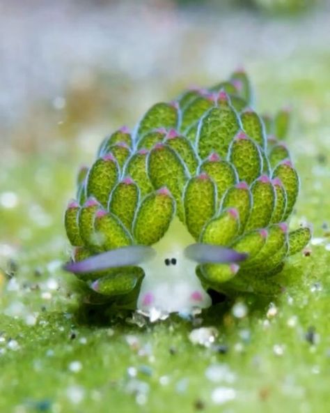 Leaf Sheep, Sea Bunnies, Weird Sea Creatures, Sea Explorer, Energy From The Sun, Cartoon Sheep, Sea Slugs, Sea Snail, Sea Slug