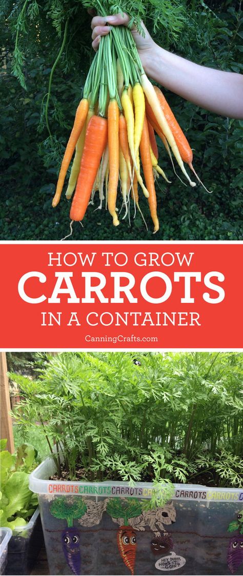 Learn how to plant carrots in containers with a homemade potting soil recipe to increase the quality of your harvest | Carrots will grow long & straight when grown in the right soil | Read more on CanningCrafts.com | #gardening #garden #gardener #gardeningtips #growyourownfood #carrots #organicgardening #organicgarden #vegetablegarden #vegetablegardening #CanningCrafts Planting Carrots, Plant Carrots, Soil Recipe, Grow Carrots, Gemüseanbau In Kübeln, How To Plant Carrots, Growing Carrots, Veg Garden, Diy Gardening