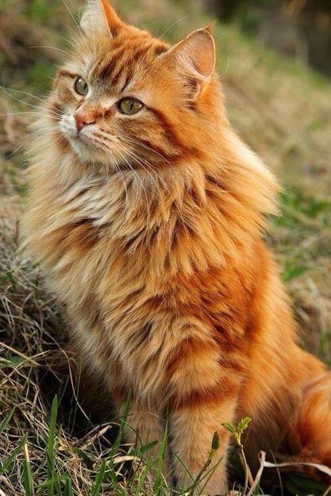 Söt Katt, Long Haired Cats, Orange Tabby Cats, Orange Cats, Ginger Cats, Cute Kittens, Orange Cat, Warrior Cats, Pretty Cats