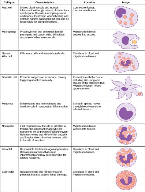 WBC Function Immune System Cells And Their Functions, Neutrophils Function, Wbc Blood Cells, Types Of Immunity, Animal Structure, Medical Laboratory Science Student, Medical Lab Technician, Cells Worksheet, Medical Laboratory Scientist