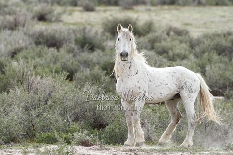 Mustang Horse, Wild Mustangs, Appaloosa Horses, Majestic Horse, All The Pretty Horses, Horse Crazy, Draft Horses, White Horses, Cute Horses