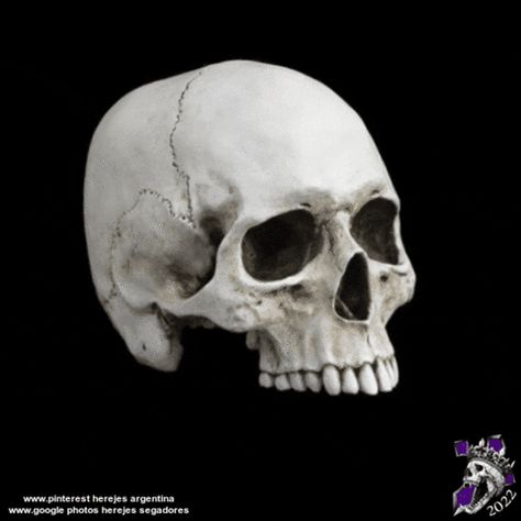 Skull Sculpture, Resin Skull, Human Skull, Life Size, Conversation Piece, To Look, Sculpture, Human, Black