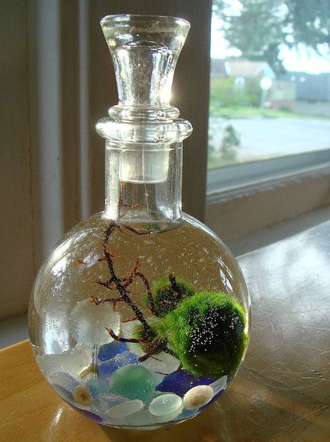 1000+ ideas about Terrariums For Sale on Pinterest | Terrarium, Orchid Terrarium and Glass Terrarium Pet Terrarium, Moss Ball Aquarium, Terrarium Closed, Marimo Terrarium, Orchid Terrarium, Mini Globe, Marimo Moss, Marimo Moss Ball, Aquatic Garden