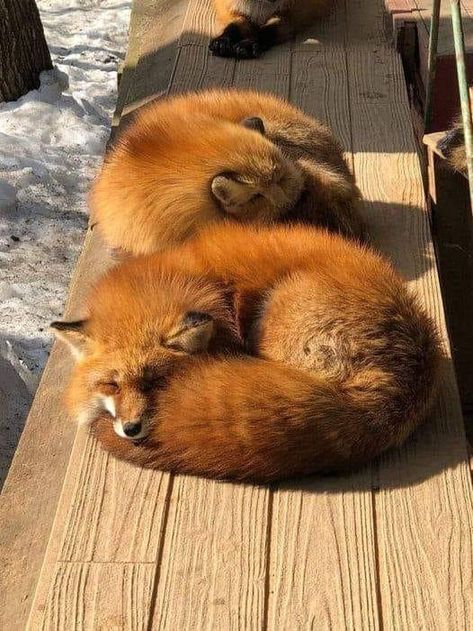 Cute Fox Pics, Foxes Aesthetic, Fox Therian, Fox Aesthetic, Fuchs Baby, Cute Foxes, Fox Stuffed Animal, Fox Pictures, Fox Lover