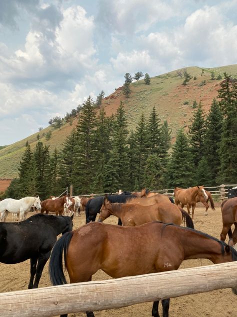 Indigo Ridge, Devney Perry, Something Wild, Cowboy Aesthetic, Future Farms, Theme Nature, Western Life, Horse Aesthetic, Western Aesthetic