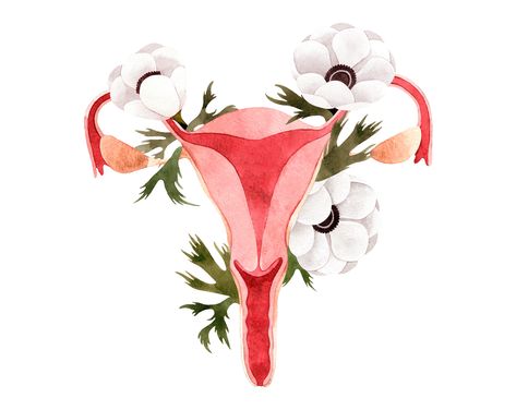 Uterus Watercolor, Uterus Painting, Uterus Artwork, Uterus Drawing, Uterus Health, Anatomy Clipart, Floral Uterus, Uterus Art, Pregnancy Art