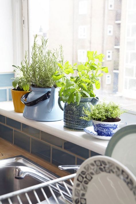 Herb Pots In Kitchen, Kitchen Window Plants Ideas Indoor Herbs, Herbs On Kitchen Window Sill, Teacup Herb Garden, Kitchen Windowsill Plants, Herb Plants In Kitchen, Plants In Windowsill, Plants For Kitchen Window, Kitchen Window Herbs