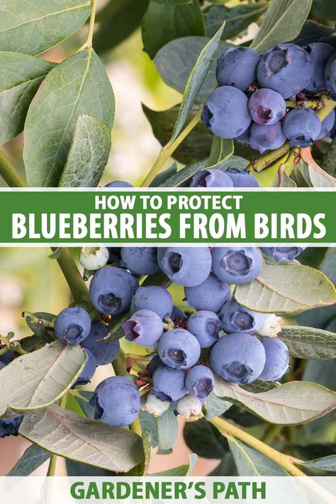 Blueberry Companion Plants, Pioneer Living, Suburban Homestead, Blueberry Varieties, Backyard Hacks, Blueberry Gardening, Growing Blueberries, Berry Garden, Blueberry Plant