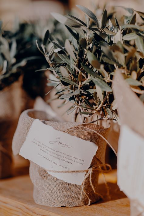 We chose an olive tree as wedding favor for our guests. The idea was to offer something able to last, in line with the wedding theme, and on budget. Olive Wedding Favors, Mini Olive Trees Wedding, Olive Tree Party Theme, Olive Boho Wedding, Italian Boho Wedding, Boho Italian Wedding, Olive Tree Centerpieces Wedding, Wedding Olive Theme, Olive Tree Wedding Decor