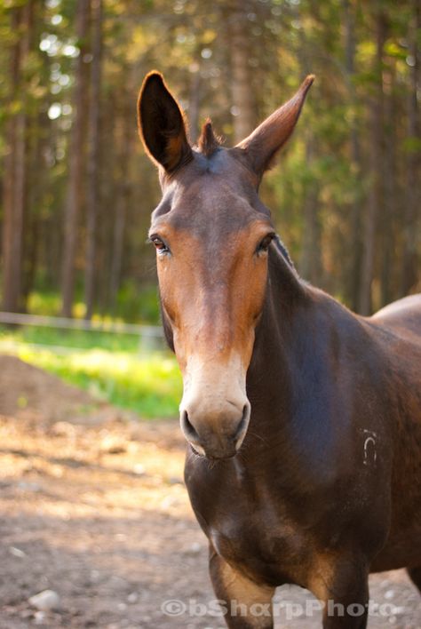 A mule that didn't mind getting his picture taken. I don't know if it's their temperament or their gait but I hear that mules can be more enjoyable to ride than horses. Just something to think about if you looking for a new ride. www.bSharpPhoto.com Draft Mule, Mules Animal, Horses And Dogs, All The Pretty Horses, Draft Horses, Pretty Horses, Horse Love, Horse Breeds, Animal Photo