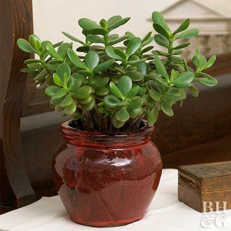 Jade plant Jade Plant Care, Jade Bonsai, Jade Plant, Jade Plants, Bonsai Plants, Game Food, Mehendi Designs, Plant Needs, Succulents Garden