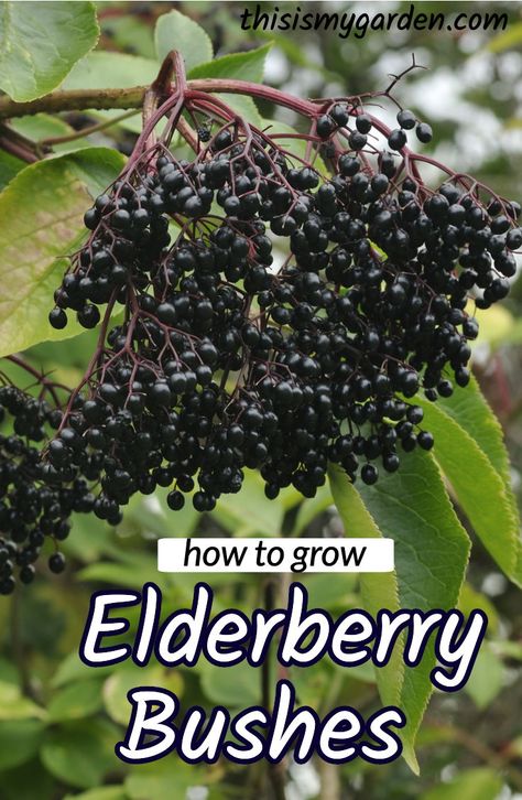 Growing Elderberries, Low Calorie Fruit, Elderberry Cuttings, Elderberry Growing, Elderberry Tree, Elderberry Plant, Elderberry Bush, Fruit Bushes, Berry Garden