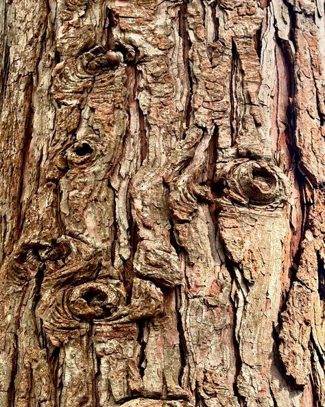 What do you see in this tree bark? #texture #abstract #cedar #knots #treebark #ildegramspt Tree Bark Illustration, Watercolor Tree Bark, Bark Drawing, Microhome Competition, Tree Bark Art, Maple Tree Bark, Tree Eyes, Tree Clay, Tree Texture