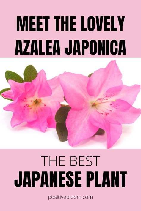 The Best Japanese Plant: Meet The Lovely Azalea Japonica Japanese Plants, Peperomia Plant, Alocasia Plant, Calathea Plant, Prayer Plant, Pothos Plant, Growing Tips, Jade Plants, Monstera Plant