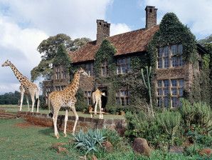 8 Hotels Where Wild Animals Roam Free - Condé Nast Traveler Giraffe Hotel, Giraffe Manor, Paul Fuentes, Unusual Hotels, Endangered Wildlife, Nairobi Kenya, Conde Nast Traveler, Top Hotels, Nairobi