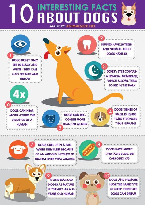 Facts About Dogs, Fun Facts About Dogs, 10 Interesting Facts, Dog Information, Dog Brain, About Dogs, Dog Facts, Dog Care Tips, Dog Eyes