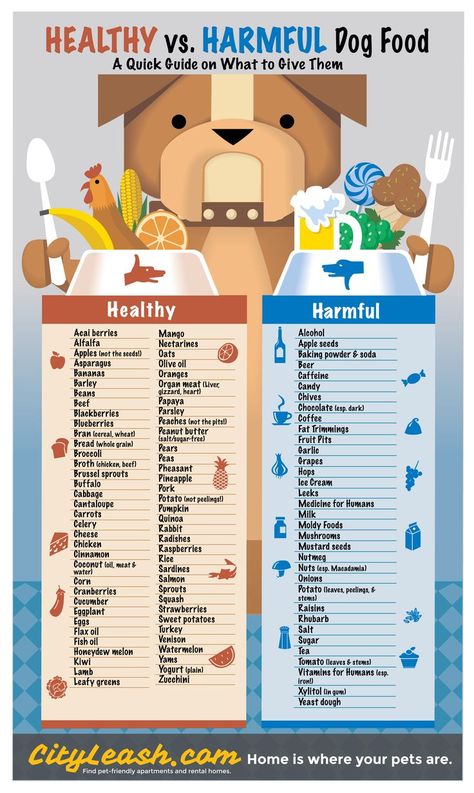 Printable Healthy and Harmful Food for Dogs Poster - CityLeash.com via @KaufmannsPuppy Foods Dogs Can Eat, Cele Mai Drăguțe Animale, Healthy Dog Food Recipes, Dog Info, Food Nutrition, Dog Recipes, Pet Hacks, Dog Treat Recipes, Homemade Dog Food