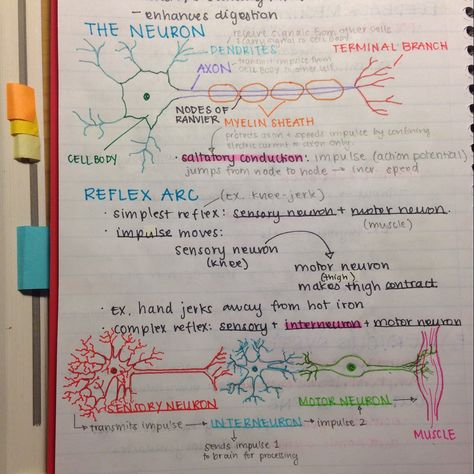 Neurons and dendrites! We talked about them in Professor Russ's class! Studing Organization, Human Nervous System, Mcat Study, Psychology Notes, Gcse Revision, Medical Photography, Medical Student Study, Nursing School Studying, Biology Lessons