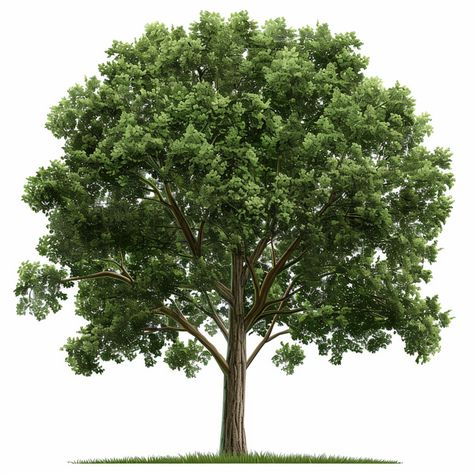 Elm Trees clipart |  10 High Quality JPGs | Family Tree Clipart | Beautiful Tree | Digital Scrapbook | Elm Tree | Elm tree vector by PixQuik on Etsy Family Tree Clipart, Trees Clipart, Evergreen Landscape, Tree Cut Out, Elm Tree, Tree Vector, White Backgrounds, Tree Clipart, High Resolution Images