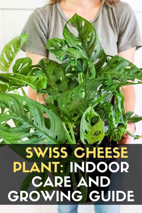 Plant With Holes In Leaves, Plants With Holes In Leaves, Hanging Swiss Cheese Plant, Swiss Plant Care, Propagate Swiss Cheese Plant, Swiss Cheese Plant Propagation, Swiss Cheese Monstera Care, Swiss Cheese Plant Climbing, Swiss Cheese Plant Care