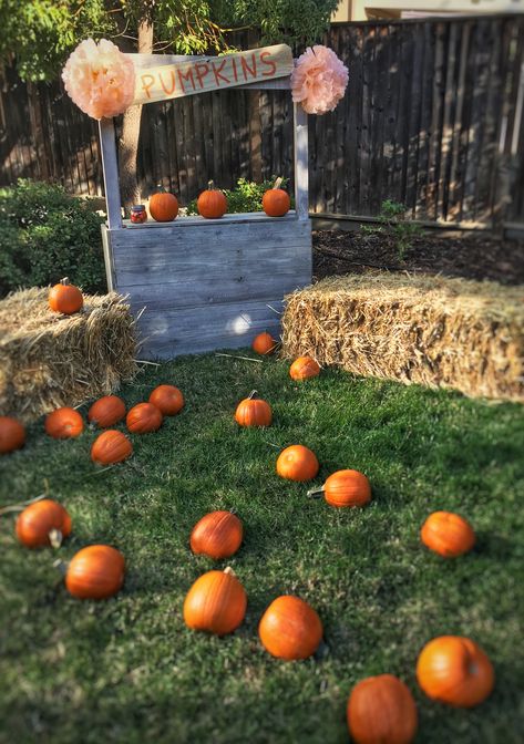 Backyard Pumpkin Patch, Pumpkin Party Ideas, Pumpkin Patch Ideas, Pumpkin Patch Decor, Pumpkin Patch Birthday Party, Halloween Toddler Party, Gender Reveal Party Food, Pumpkin Patch Birthday, Fall 1st Birthdays