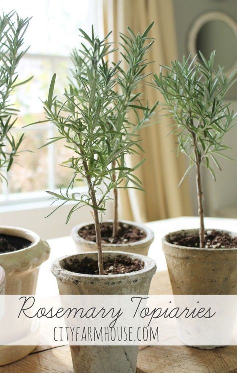 DIY Holiday Gift Plant Projects • Great Ideas and Tutorials for Plant Gifts for the holidays! Including these diy rosemary topiaries from 'city farmhouse'. Rosemary Topiary, Rosemary Plants, Christmas Plants Gifts, Trees In Pots, Jute Placemats, Topiary Diy, Plants In Pots, City Farmhouse, Christmas Plants