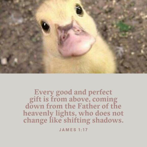 Bible verses, animals, ducks 💛 Bible Verse Animals, Bible Verse About Animals, Animals In The Bible, Bible Quotes Healing, Cute Bible Verses, Quotes Healing, Bible Verse Tattoos, Father Son Holy Spirit, King James Bible Verses