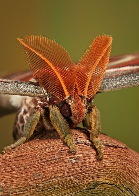 Macro Fotografie, Atlas Moth, Cool Insects, Beautiful Insects, Moth Caterpillar, Cool Bugs, Moths And Butterflies, A Bug's Life, Beautiful Bugs