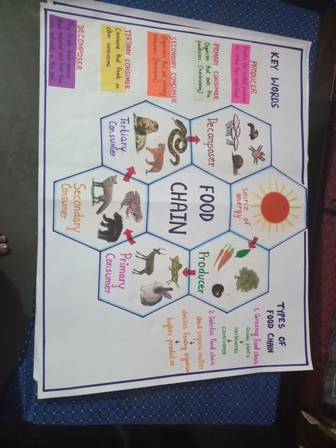 Teaching food chain to  children Food Chain Chart, Food Web Poster Project, Food Chain Science Project, Food Chain Project For Kids, Chain Of Infection Poster, Food Chain Drawing, Forest Food Chain, Food Chains Anchor Chart, Food Chain Project