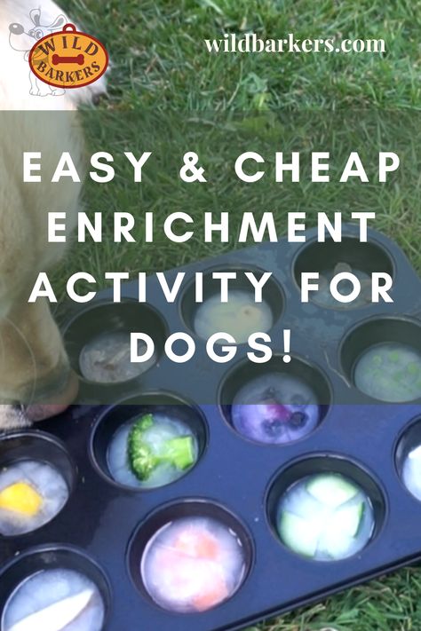 Dog Games Diy, Puppy Enrichment, Lou Dog, Canine Enrichment, Dog Boredom, Brain Games For Dogs, Dog Treat Toys, Diy Dog Toys, Dog Fun