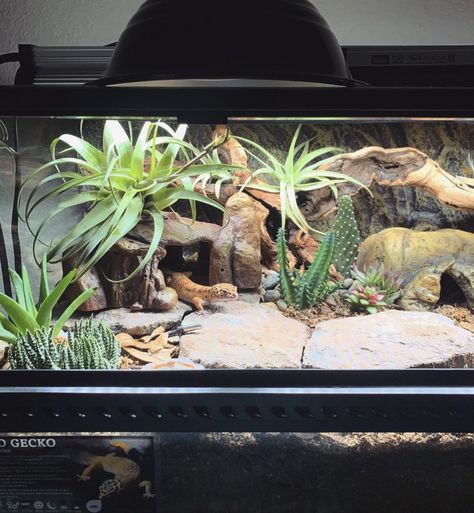 Amazing Pet Enclosures Reptile Enclosure Ideas Leopard Geckos, Lizard Aquarium Ideas, Cane Toad Enclosure, Themed Reptile Enclosure, Cool Leopard Gecko Tanks, Leperd Gecko Terrarium, Reptile Setup Ideas, Cool Reptile Enclosures, Leapord Gecko Habitat Ideas Diy