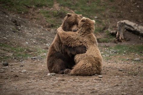 Hugging Bears Bears Cuddling, Silly Bears, Bears Hugging, Bears In Love, Bears Sitting, Animals In Love, Silly Bear, Two Bears, Bear Couple