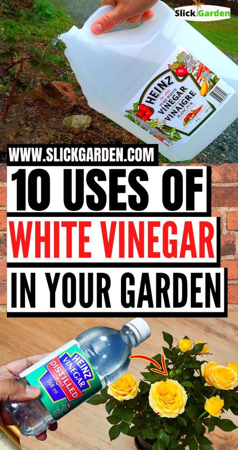 Uses For White Vinegar, White Vinegar Cleaning, Scandinavian Coastal, Garden Remedies, Vinegar Uses, Vegetable Garden Diy, Coastal Boho, Vinegar Cleaning, Growing Plants Indoors