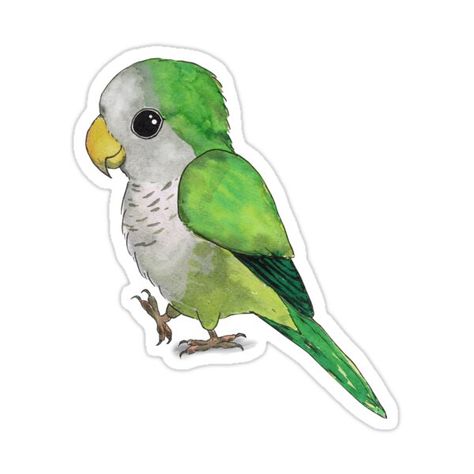 Decorate laptops, Hydro Flasks, cars and more with removable kiss-cut, vinyl decal stickers. Glossy, matte, and transparent options in various sizes. Super durable and water-resistant. A watercolor painting of a very cute green quaker parrot. Style is comic, the parrot is stylized in a very cute baby-like manner. He is holding one paw in the air, what is common for this kind of bird. Parrot Sticker, Birds Stickers, Cake Pic, Quaker Parrot, Pet Parrot, Kinds Of Birds, Stickers For Sale, Laptop Stickers, Pet Birds