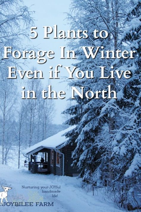 Winter Foraging, Survival Bunker, Medicinal Wild Plants, Wild Foraging, Wild Food Foraging, Edible Wild Plants, Snow Falls, Foraged Food, Homesteading Skills