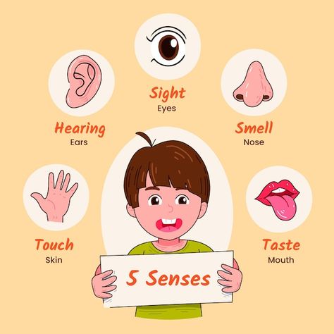 Sense Organs For Kindergarten Chart, 5 Sense Organs Chart, Sense Organs Project For Kids, 5 Senses Illustration, Five Senses Chart, 5 Sense Organs, 5 Senses For Kids, Sense Organs Chart, Senses Illustration