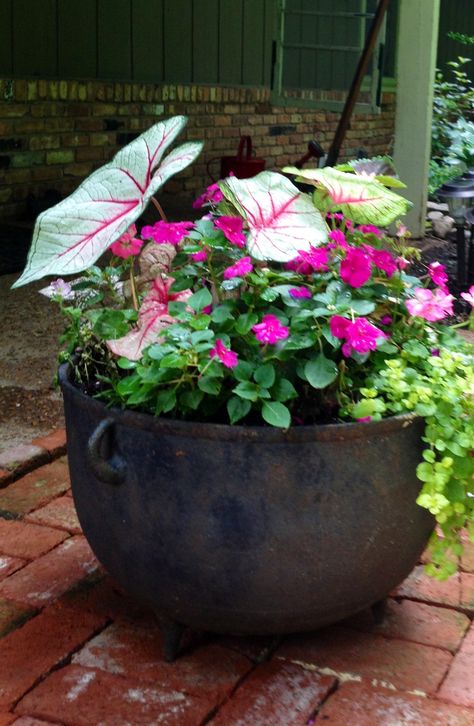 Antique cast iron pot with shade flowers. I'm glad I saw this at an estate sale. Don't know how people missed this prize! Cast Iron Cauldron Planter Ideas, Patio Plants In Pots, Plants In Pots, Iron Planters, Garden Totems, Potted Plants Outdoor, Cast Iron Pot, Container Gardening Flowers, Shade Flowers